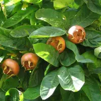 Экзотические растения