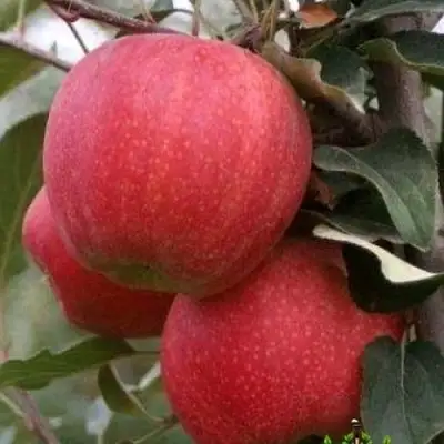 Яблоня ГАЛА ШНИГА в Жлобине