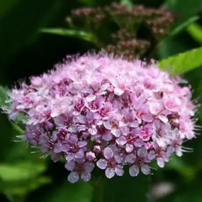 Спирея ПИНК СПАРКЛЕР в Жлобине