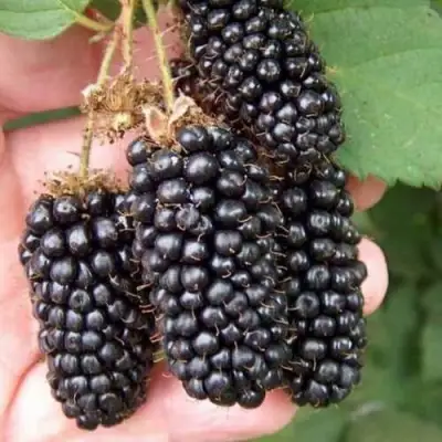 Ежевика ЛОХ НЕСС бесшипная  в Жлобине