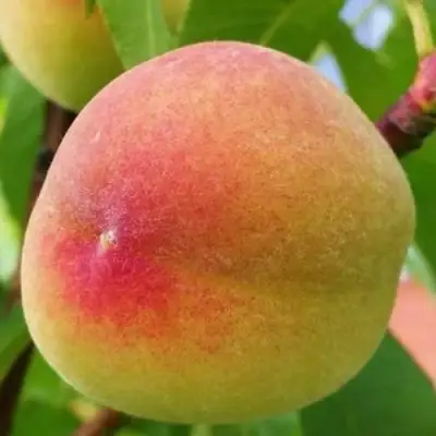 Персик ВЕТЕРАН в Жлобине