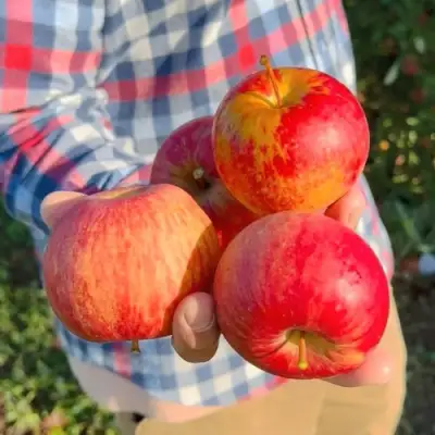 Яблоня КРАСАВИТА в Жлобине