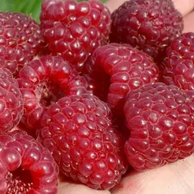 Малина ГИГАНТ РУБИНОВЫЙ в Жлобине