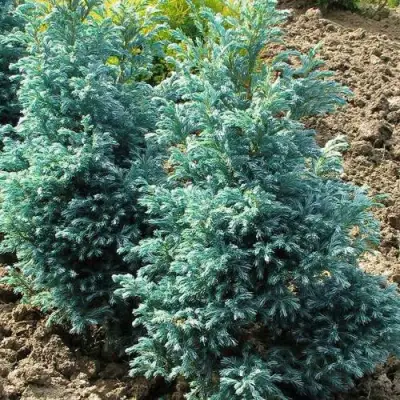 Кипарисовик БУЛЕВАРД горохоплодный в Жлобине