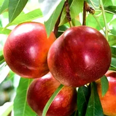 Нектарин СТАРК РЕД ГОЛД в Жлобине