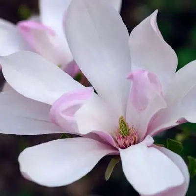 Магнолия ПИНКИ в Жлобине