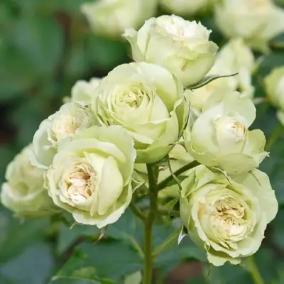 Роза ГРИН ДАЙМОНД миниатюрная в Жлобине