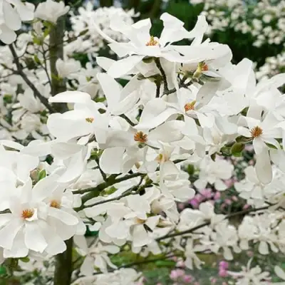 Магнолия ЛЕБНЕРА МЕРРИЛЛ в Жлобине