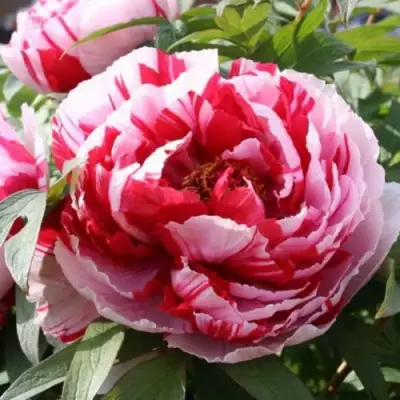 Пион РЕД ВИЗ ПИНК древовидный в Жлобине