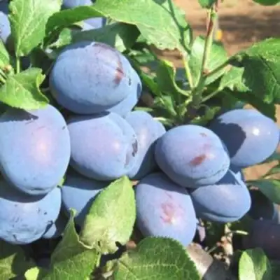 Слива ГИЛЬБЕРТ в Жлобине