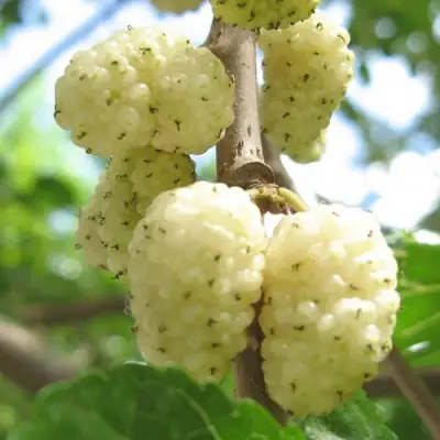 саженцы шелковицы