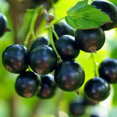 Смородина чёрная ВЕЛОЙ (ЛЕНИНГРАДСКАЯ СЛАДКАЯ) в Жлобине