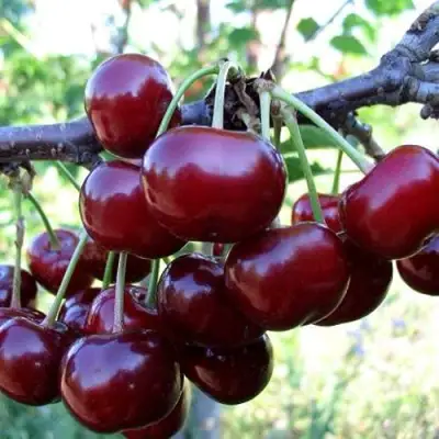 Дюк ЖИВИЦА (ЧЕРЕВИШНЯ) в Жлобине