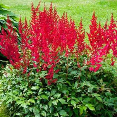 Астильба КОБЛЕНЦ японская в Жлобине