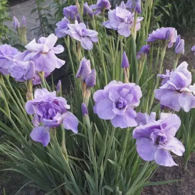 Ирис ИМПЕРИАЛ ОПАЛ сибирский в Жлобине