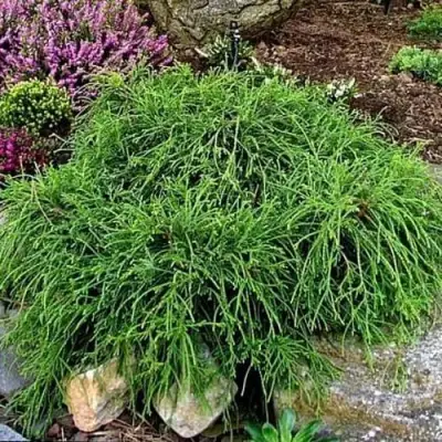 Кипарисовик ФИЛИФЕРА НАНА горохоплодный  в Жлобине