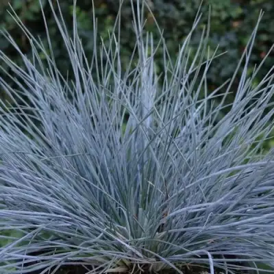 Овсяница АЙСФОГЕЛЬ сизая в Жлобине