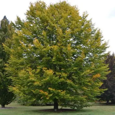 Бук лесной в Жлобине