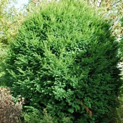 Тис РЕПАНДЕНС ягодный в Жлобине