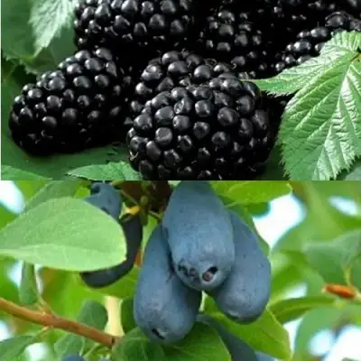 Комплект ЯГОДНЫЙ ДУЭТ в Жлобине