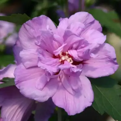 Гибискус АРДЕНС сирийский в Жлобине