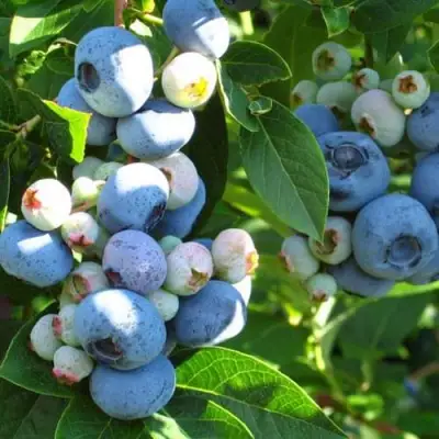 Голубика ДАРРОУ в Жлобине