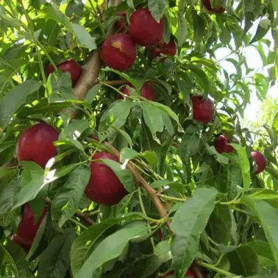 Нектарин ЭКСТРИМ БЬЮТИ в Жлобине