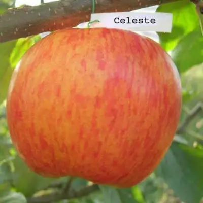 Яблоня ЦЕЛЕСТЕ в Жлобине