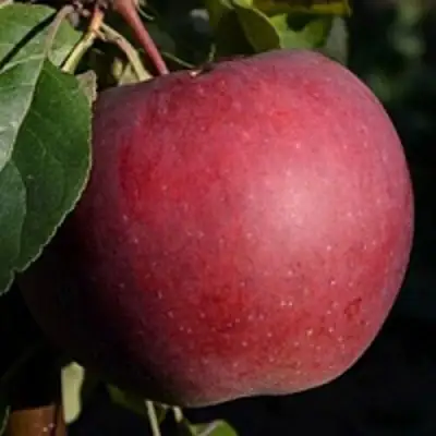 Яблоня БЕЛОРУССКОЕ СЛАДКОЕ в Жлобине