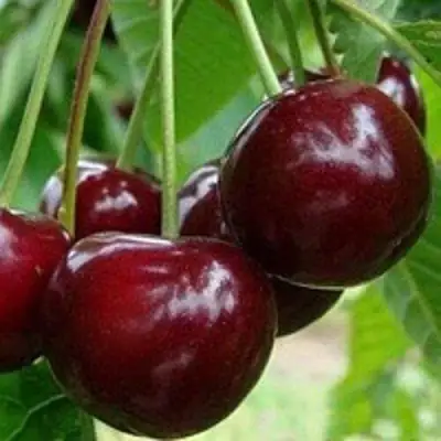 Вишня МИЛАВИЦА в Жлобине