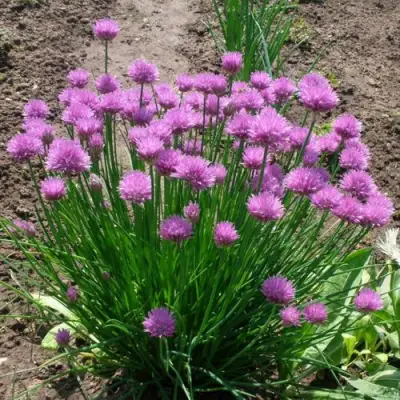 Лук-шнитт в Жлобине