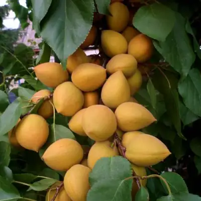 Абрикос МАНИТОБА в Жлобине