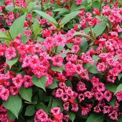 Вейгела БРИСТОЛЬ РУБИ в Жлобине