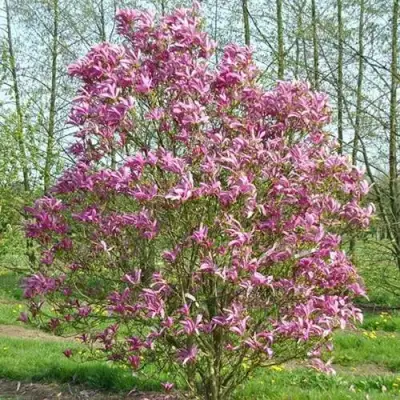 Магнолия СЬЮЗАН в Жлобине