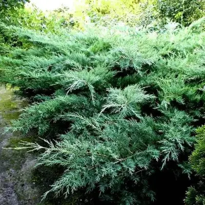 Можжевельник ПФИТЦЕРИАНА ГЛАУКА  средний в Жлобине