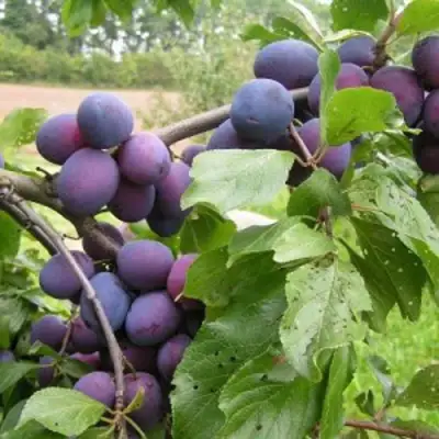 Слива ПЕРДРИГОН в Жлобине