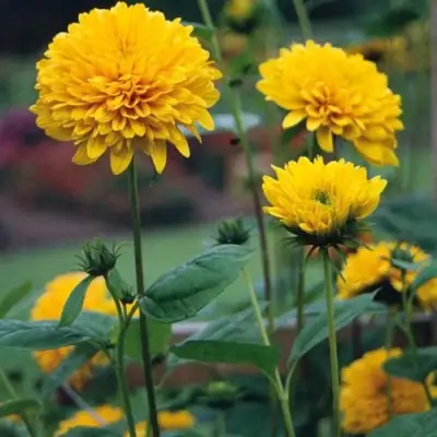 Подсолнечник СОЛЕЙЛ ДЕ ОР в Жлобине