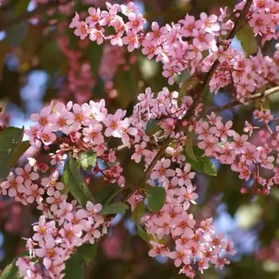 Черемуха КОЛОРАТА в Жлобине