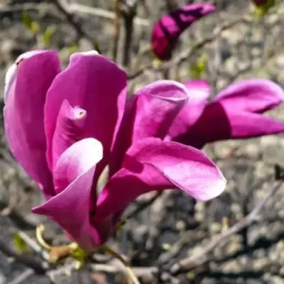 Магнолия СЬЮЗАН в Жлобине