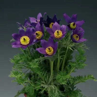 Прострел ПИНВИЛ БЛЮ ШЕЙДЕС в Жлобине