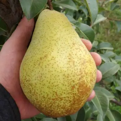 Груша ГЕНЕРАЛ ЛЕКЛЕРК в Жлобине