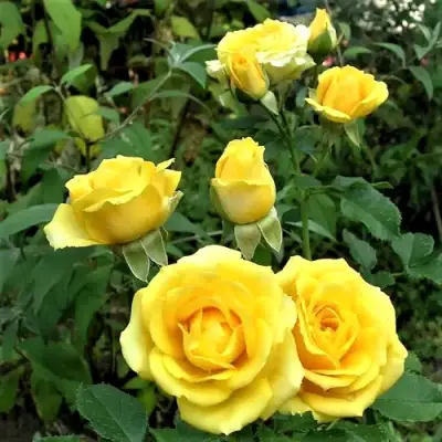 Роза САН СИТИ спрей в Жлобине