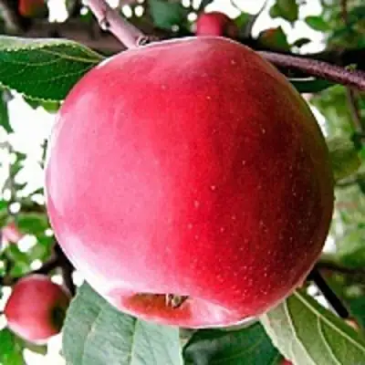 Яблоня КОВАЛЕНКОВСКОЕ в Жлобине