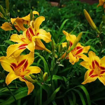 Лилейник БОНАНЗА гибридный в Жлобине