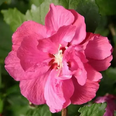 Гибискус ДЮК ДЕ БРАБАНТ сирийский  в Жлобине