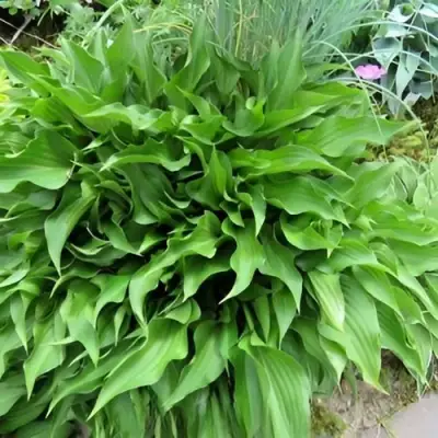 Хоста ГАРРИ ВАН ТРИЕР в Жлобине