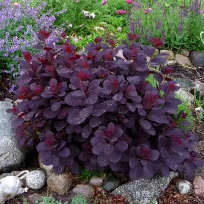 Скумпия РОЯЛ ПЕРПЛ кожевенная в Жлобине