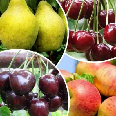 Комплект НАСЛАЖДЕНИЕ в Жлобине