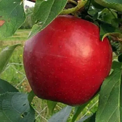 Яблоня РЕДФРИ в Жлобине