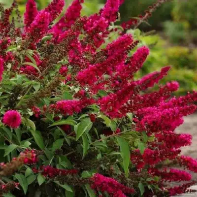Буддлея давида РОЯЛ РЕД в Жлобине